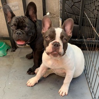 Male and Female French bulldog puppies