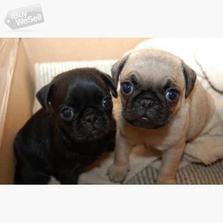 Male and Female Pug puppies