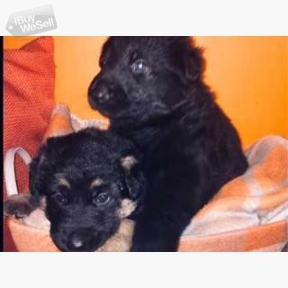 Male and female German Shepherd puppies for adoption