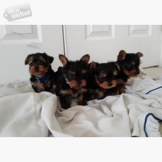 Male and female registered teacup yorkie puppies up for a good home.