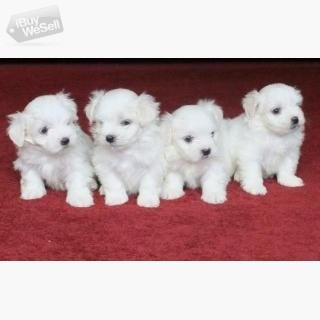 Maltese Dogs and Puppies for sale
