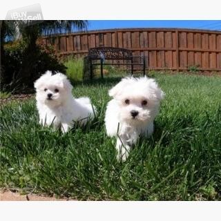 Maltese Puppies For Sale.whatsapp me at: + Contact me  