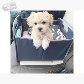 Maltipoo puppies different colors
