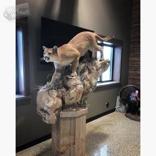 Mountain Lion Taxidermy For sell