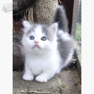 Munchkin Kittens whatsapp:+63-977-672-4607