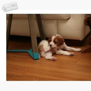 Nice lovely Brittany Puppies boy and girl for sale