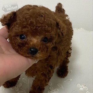 Poodle Puppies Available for sale