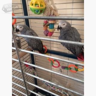 Prata manliga och kvinnliga afrikanska grå papegojor