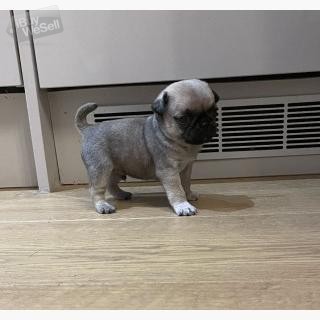 Puggle Pups for sale
