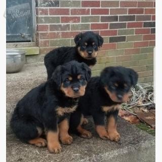 ROTWIELLER PUPPIES AVAILABLE