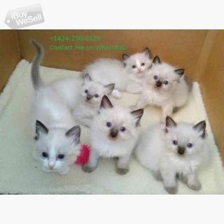 Ragdoll kittens for adoption (New Jersey ) Jersey City