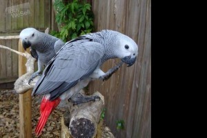 Reared African Grey Parrots