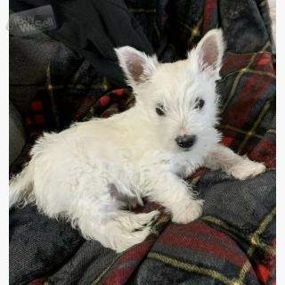 Registrerade West Highland Terriers valpar