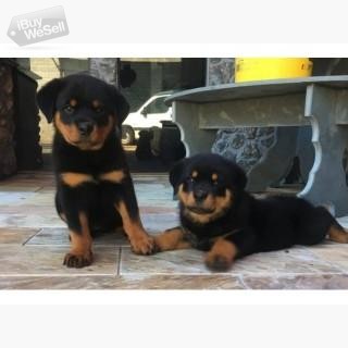 Rottweiler Puppies Now Ready for sale