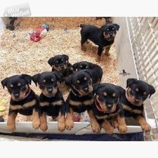 Rottweiler puppies with pedigree