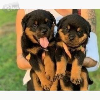 Rottweiler pups.whatsapp:+63-977-672-4607
