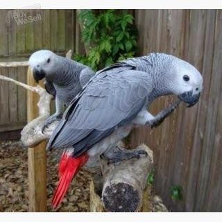 Söta och härliga afrikanska grå papegojor till salu