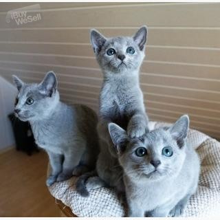 Söta renrasiga ryska kattungar blå