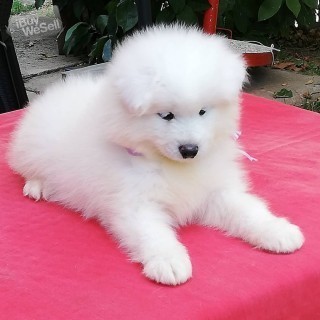 Samoyed Pups looking for new homes.