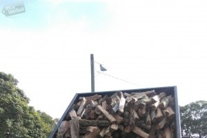 Seasoned split Oak firewood