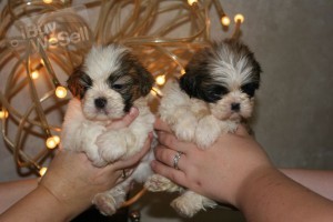 Shih Tzu available