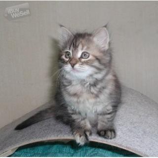 Siberian Kittens whatsapp:+63-977-672-4607