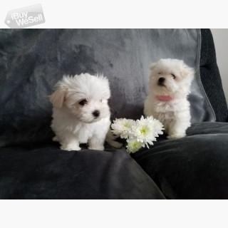 Snow White Baby Doll Face Tea-Cup Maltese Terrier Puppies.