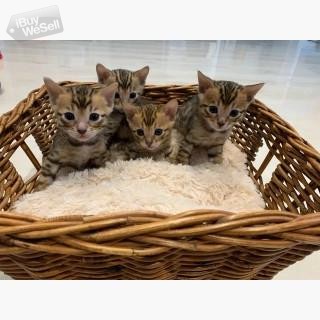 Stunning Brown Rosetted Bengal Kittens Available.