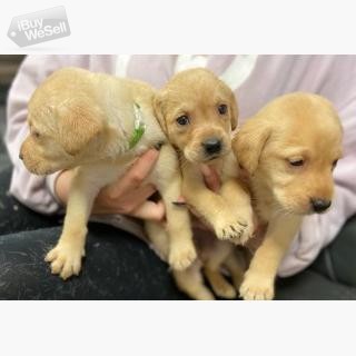 Stunning Labrador puppies