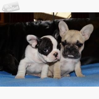 Super French Bulldog puppies for sale