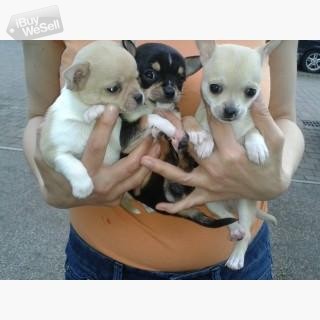 Super Tiny Chihuahua Smooth Coat Babies