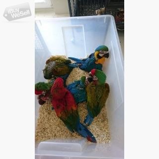 Supertame Baby Macaws (diverse)