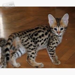 Sweet Bengal Kittens