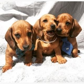Sweetest Dachshund Puppies Available for sale