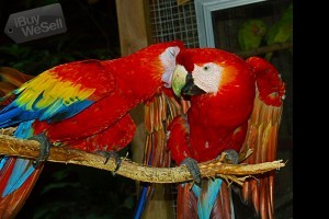 Talking Scarlet Macaw Parrots With Corner Cage