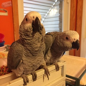 Talking male and female Afrrican grey parrots