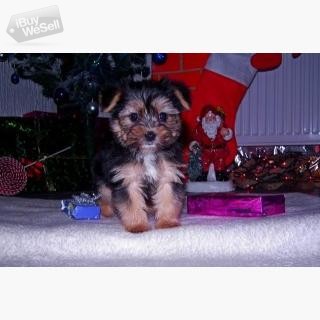 Teacup yorkie puppies for adoption