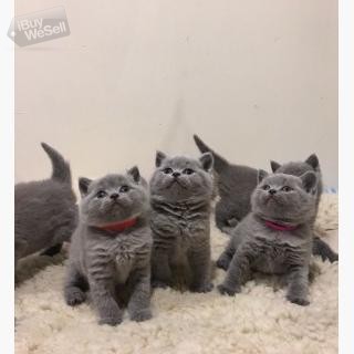 Top Quality British Shorthair Stunning Kittens For Sale!!!