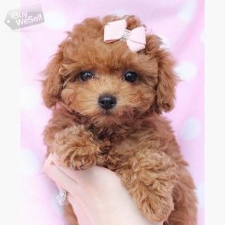 Toy Poodle Puppies For Sale At Good Prices