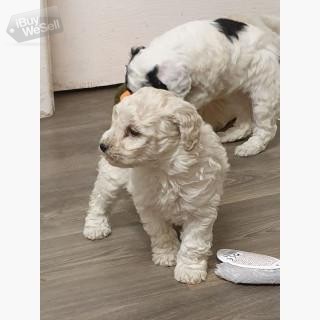 Toy Poodle puppies.