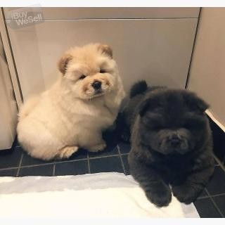 Trained Chow chow Puppies available for sale