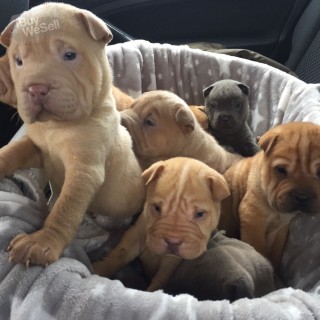 Trained Shar Pei puppies