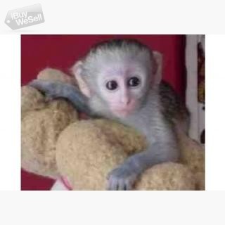 Two Baby Capuchin monkey For Free Adoption lovely baby Capuchin to any pet loving and caring family Uppsala