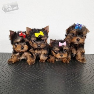 Two Teacup Yorkie Puppies Needs a New Family (New York ) Yonkers