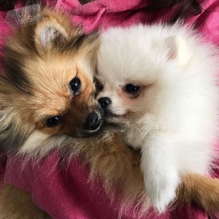 Two beautiful Pomeranian Puppies