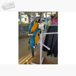 Two beautiful Talking Blue and Gold Macaw Parrots well tamed Blue and Gold Macaw Parrots that i am g Gotland