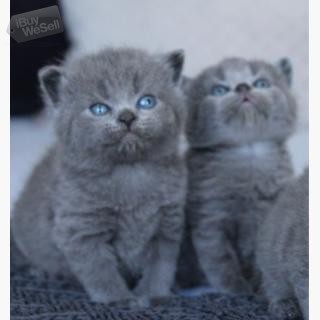 Underbara blå brittiska kattungar Gccf Reg
