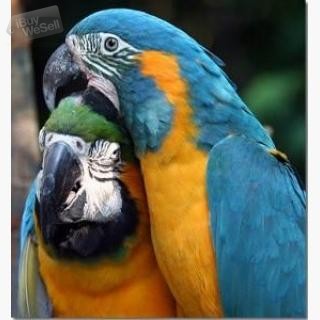 Vackra Blå och Gula Macaws