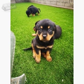 We have Rottweiler puppies for sale