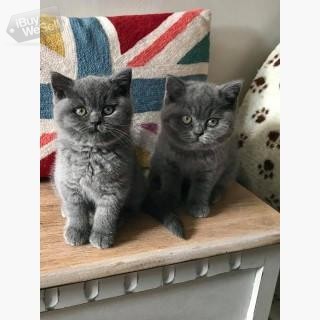 Well Tamed and Kids Friendly British Shorthair Kittens Available.